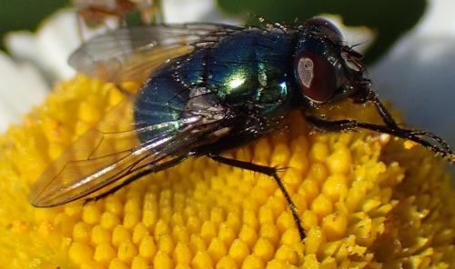 Réf. 196 863 : Neomyia cornicina