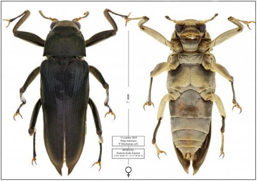 Réf. 196 894 : Potamodytes overlaeti