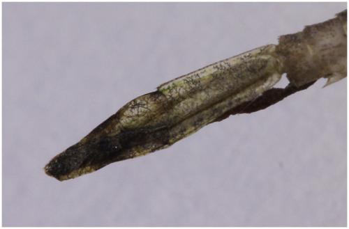 Erythromma najas