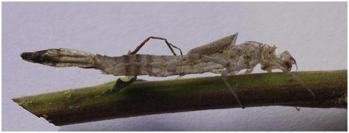 Réf. 196 343 : Erythromma najas