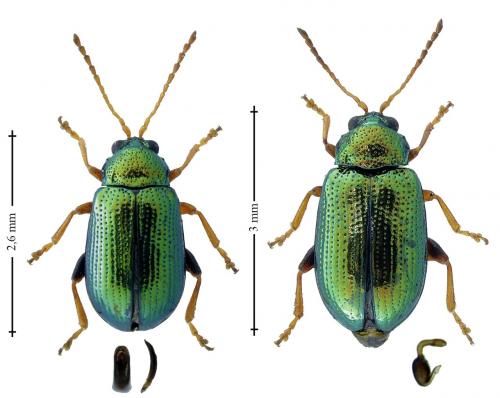 Réf. 196 059 : Crepidodera fulvicornis