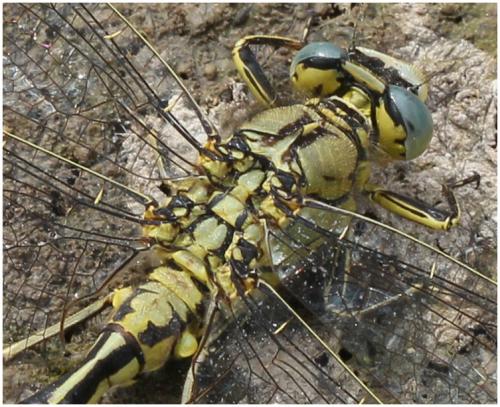 Gomphus pulchellus