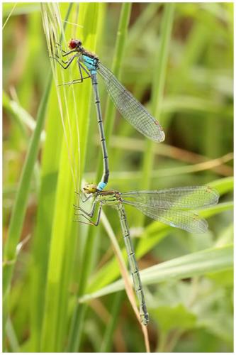 Erythromma najas