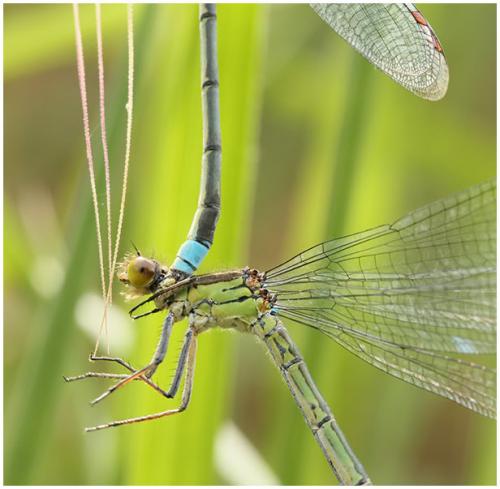 Erythromma najas