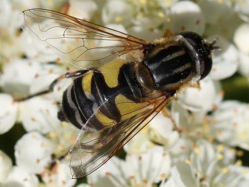 Réf. 196 141 : Helophilus trivittatus