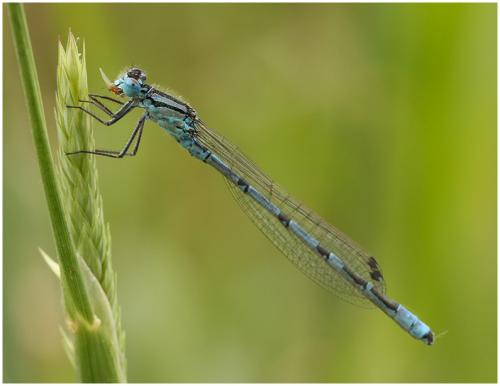 Enallagma cyathigerum