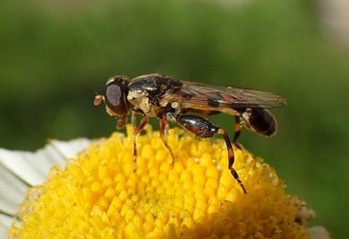 Réf. 196 449 : Syritta pipiens
