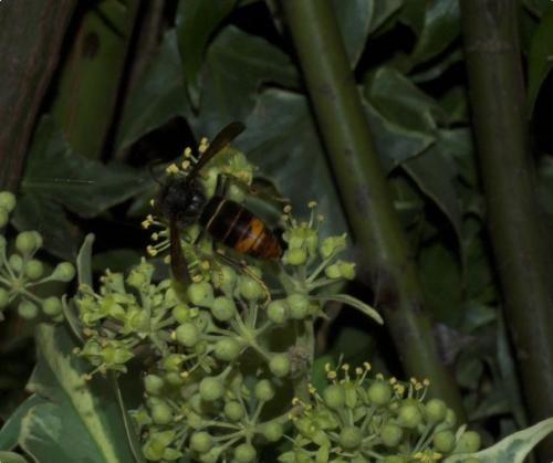 Vespa velutina
