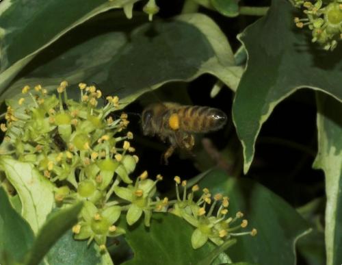 Réf. 196 165 : Apis mellifera