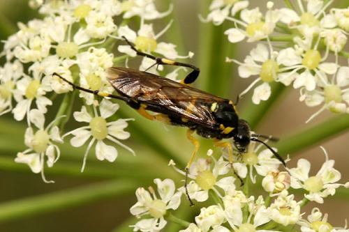 Réf. 196 553 : Macrophya montana
