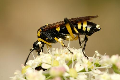 Réf. 196 554 : Macrophya montana