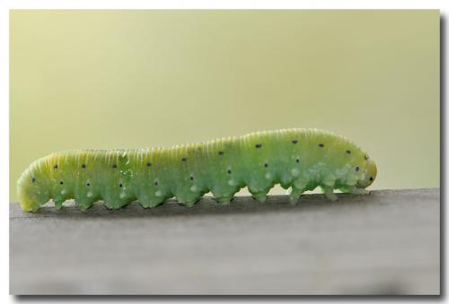 Cimbex connatus