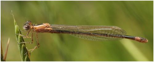 Ischnura elegans