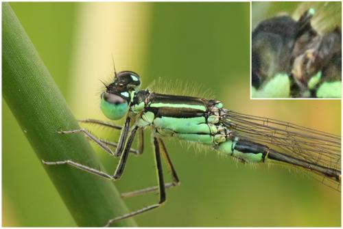 Ischnura elegans