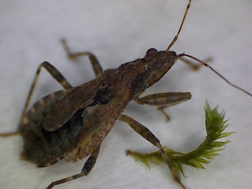 Himacerus sp.