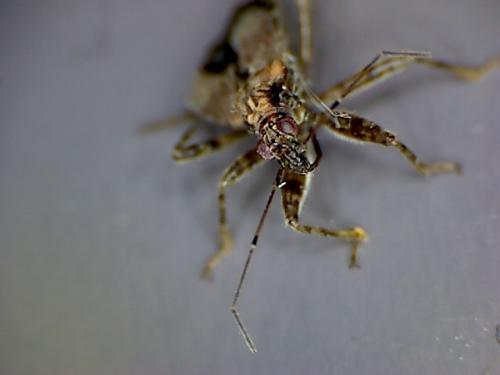 Himacerus sp.