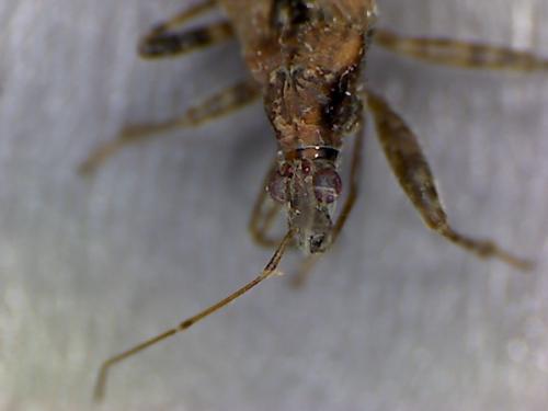 Réf. 196 299 : Himacerus sp.
