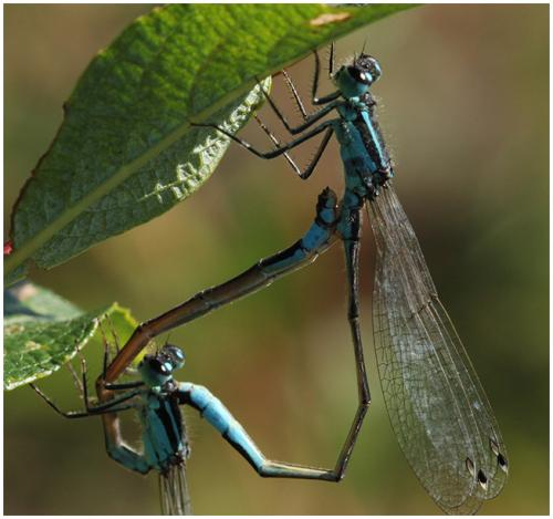Ischnura elegans