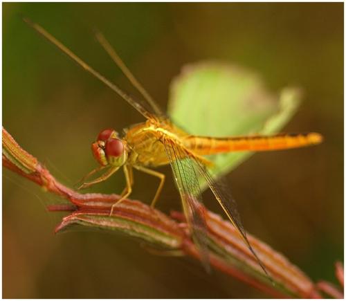 Crocothemis servilia