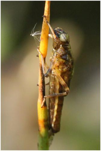 Pyrrhosoma nymphula