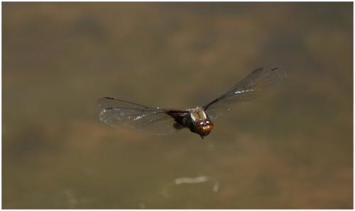 Libellula depressa