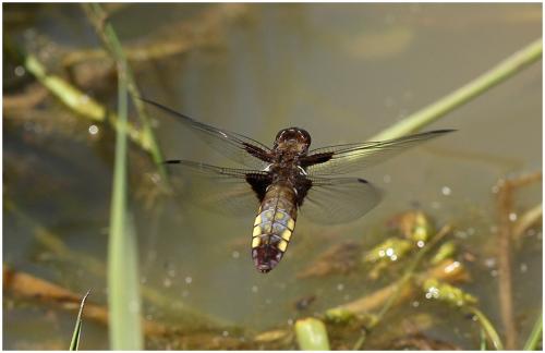 Libellula depressa