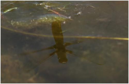 Libellula depressa