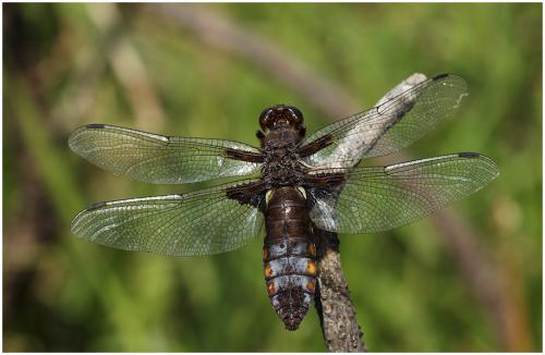 Réf. 196 394 : Libellula depressa