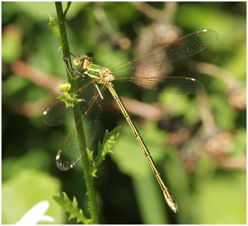 Lestes barbarus