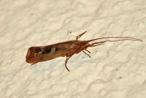 Limnephilus lunatus