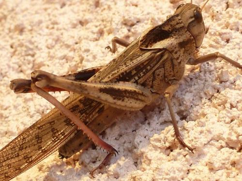 Réf. 196 531 : Locusta migratoria