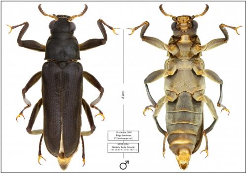 Réf. 196 893 : Potamodytes overlaeti