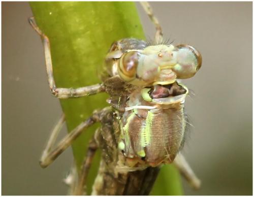 Pyrrhosoma nymphula