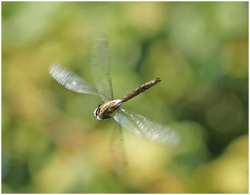 Aeshna mixta