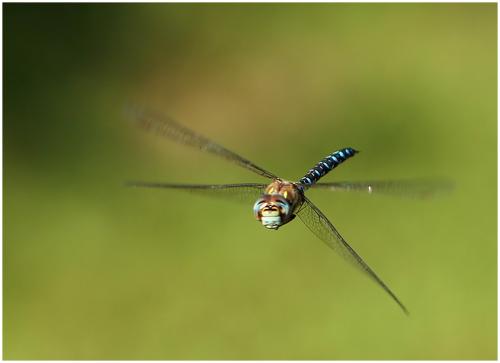 Aeshna mixta
