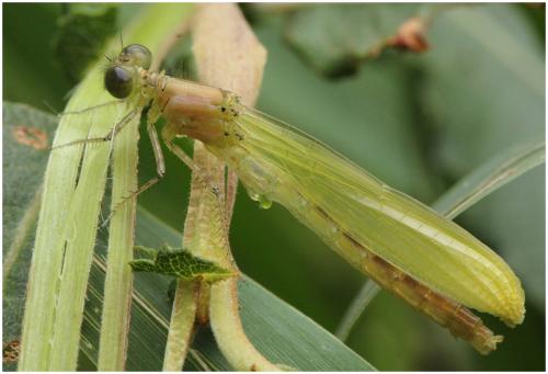 Erythromma najas