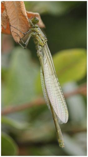 Erythromma najas