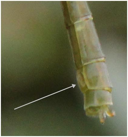 Erythromma najas