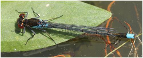 Erythromma najas