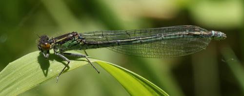 Erythromma najas