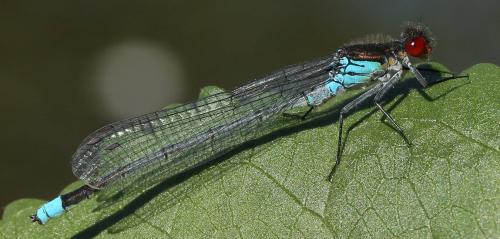Erythromma najas