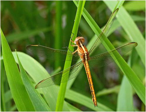 Nesciothemis farinosa