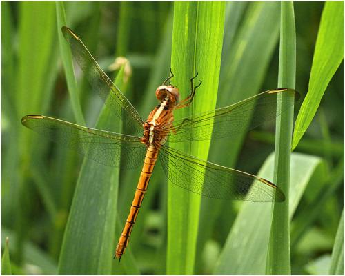 Nesciothemis farinosa