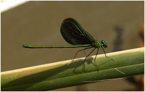 Neurobasis chinensis