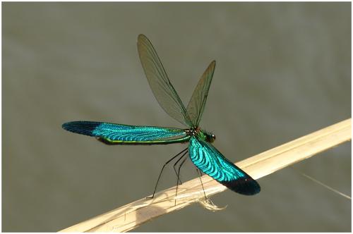 Neurobasis chinensis