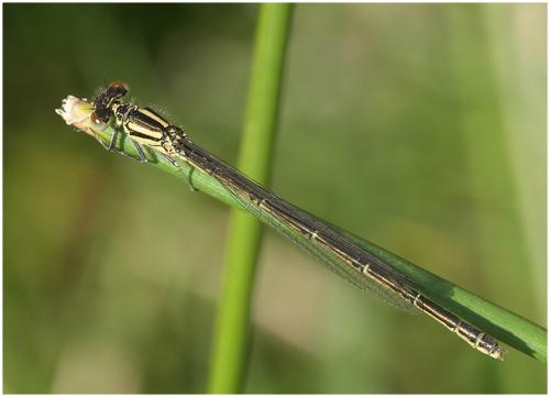 Erythromma lindenii