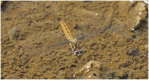 Orthetrum brunneum