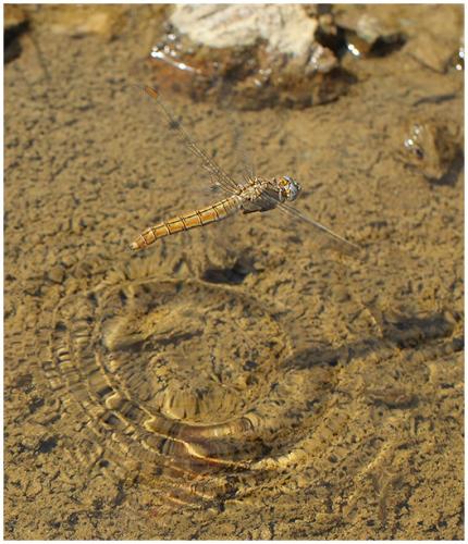 Orthetrum brunneum