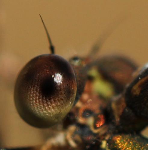 Chalcolestes viridis