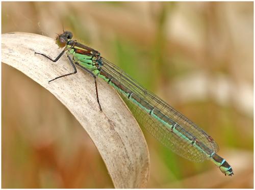 Erythromma najas
